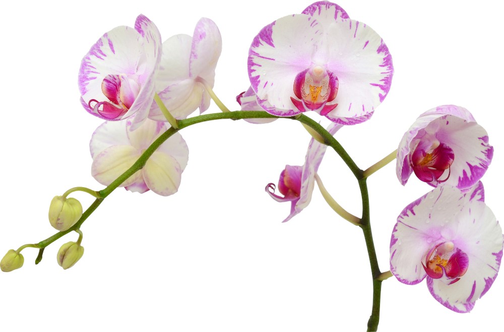  Kolorowa naklejka dekoracyjna - Orchidea 4 
