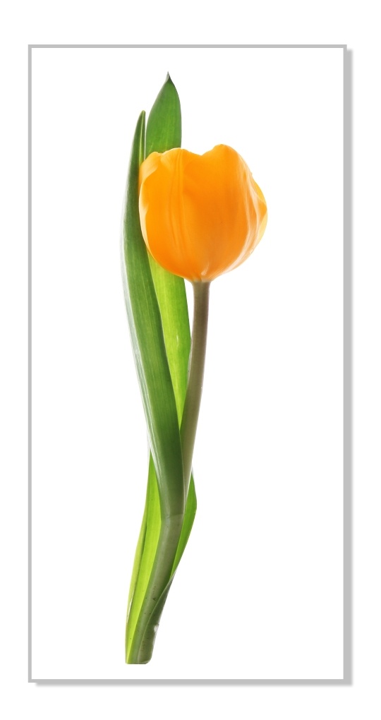  Kolorowa naklejka dekoracyjna - Tulipan 10