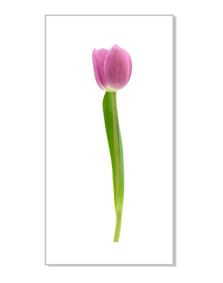  Kolorowa naklejka dekoracyjna - Tulipan 12