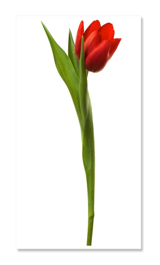  Kolorowa naklejka dekoracyjna - Tulipan 1