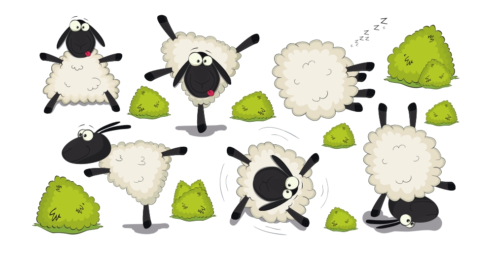  Zakręcone owieczki, owce 101